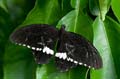234 gewoehnlicher Mormone - Papilio polytes